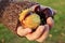 Chestnuts - fruits horse chestnut