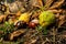 Chestnuts in the grass