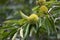 Chestnuts in hedgehogs hang from chestnut branches just before harvest, autumn season. Chinese Chestnut Tree, branch with ripe