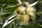 Chestnuts inside chestnut hedgehog or Castanea sativa in autumn