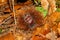 Chestnuts inside the spiked sheath that covers it. Typical autumn fruits. Forest fruits. Healthy food.