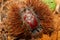 Chestnuts inside the spiked sheath that covers it. Typical autumn fruits. Forest fruits. Healthy food.