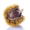 Chestnuts in its burr isolated on a white background