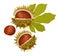 Chestnuts with leaf. Vector isolated illustration