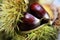 Chestnuts Macro