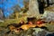 Chestnuts and moss in Monte Amiata, Tuscany