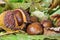 Chestnuts with raindrops on a background of leaves