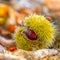 Chestnuts shell close up squared background - harvesting chestnut in forest with autumn foliage ground