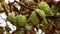 Chestnuts suspended from their stalk in the tree.