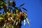 A Chestnuts tree in the blue sky