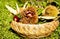 Chestnuts and urchins in a basket