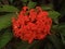 The Chethi Flower - Kerala Best