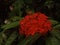 The Chethi Flower - Kerala Best