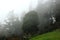 Chettiar park with mist in the kodaikanal hill.