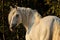 Cheval, white horse in autumn