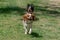 Chevalier king puppy newborn running on grass