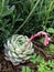 Cheveria elegans, the Mexican snowball, Mexican gem or white Mexican rose