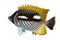 Chevron butterflyfish nightcolour