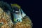 Chevron butterflyfish nightcolour