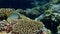 Chevron butterflyfish triangulate butterflyfish, chevroned butterflyfish, V-lined butterflyfish Chaetodon trifascialis undersea