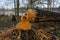 Chewed and felled tree by Eurasian beaver in riparian area