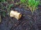 Chewed up rotten apple core sitting outside on wet dirt and grass