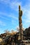 Chewed up Saguaro cactus Roadrunner campground, Quartzsite, Arizona, USA