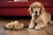 chewed-up slipper next to a guilty-looking puppy