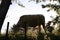 Chewing cow backlight countryside bovine grazing sunset