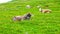 Chewing cow is eating the grass from meadow. Pasture in Julian Alps, Slovenia. Closeup view on agriculture animal in mountains.