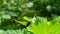 Chewing soldier beetle sitting on lush nettle plant and eating