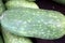 Chi qua, Fuzzy gourd, Mokwa, Benincasa hispida var. chieh-gua