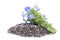 Chia Salvia hispanica Pile of seeds with flowers on white back