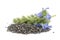 Chia Salvia hispanica Pile of seeds with flowers on white back