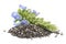 Chia Salvia hispanica Pile of seeds with flowers on white back