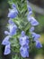 Chia Salvia hispanica plant and flowers