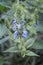 Chia Salvia hispanica plant and flowers