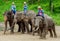 Chiang Mai September 11, 2014 : Elephant shows skill to the audiences.