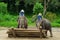 Chiang Mai September 11, 2014 : Elephant shows skill to the audiences.