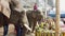 Chiang Rae, Thailand - 2019-03-13 - elephant feast festival - closeup of elephant eating sugar cane