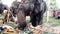 Chiang Rae, Thailand - 2019-03-13 - elephant feast festival - closeup of elephant taking bananas