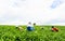 CHIANG RAI, THAILAND - JULY 18 : Young women harvesting green tea leaves on July 18, 2015 at Chiang rai, Thailand