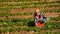 CHIANGMAI THAILAND - DEC 24 : strawberries farmer harvesting org