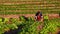 CHIANGMAI THAILAND - DEC 24 : strawberries farmer harvesting org