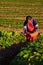 CHIANGMAI THAILAND - DEC 24 : strawberries farmer harvesting org