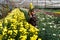 CHIANGMAI, THAILAND - FEBRUARY, 2018 : Thai hill tribe gardening the flowers agricultural farm on the mountain.