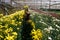 CHIANGMAI, THAILAND - FEBRUARY, 2018 : Thai hill tribe gardening the flowers agricultural farm on the mountain.