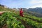 CHIANGMAI THAILAND - JAN 11 : strawberries farmer harvesting org