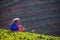 CHIANGMAI THAILAND - JAN 11 : strawberries farmer harvesting org