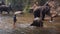 Chiangmai Thailand - March 24, 2019: Elephants taking a bath with mahout in river, in Chiang Mai Thailand